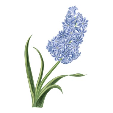 Sümbül Çiçeği Botanik Renkli Çizim