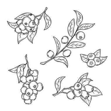 Vektör Yaban mersini, siyah beyaz oymalı mürekkep sanatı..