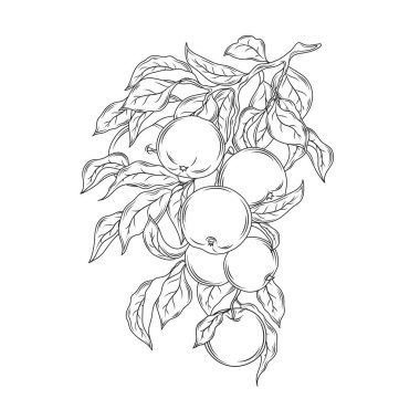 Apple kolu vintage vektör çizimi.