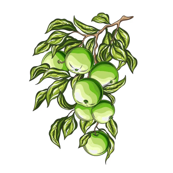 Mão ramo maçã verde desenhar clip arte do vintage —  Vetores de Stock