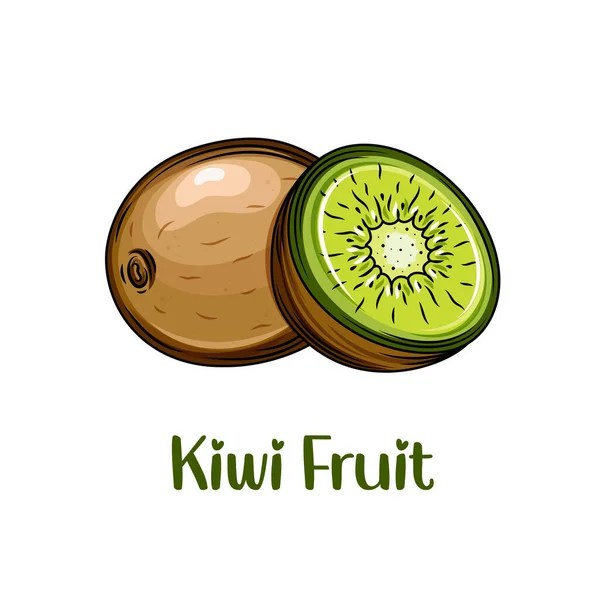 Tropische Früchte der Kiwi. eine Scheibe Kiwi. Skizze des Kiwi-Zeichenvektors — Stockvektor