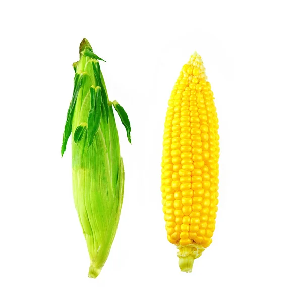 Два Уха Спелых Сочных Молодой Сладкой Кукурузы Очищены Зеленой Коже — стоковое фото