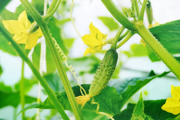 Pepino Fábrica Jovem Com Flores Amarelas Macro Close Pepino Fresco — Fotografia de Stock