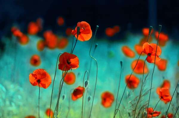 Floración Amapolas Rojas Campo Primavera Naturaleza Sobre Fondo Turquesa Con —  Fotos de Stock