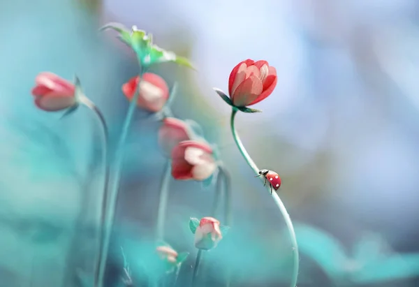 Hermosas Flores Rosadas Anémonas Mariquita Naturaleza Primavera Aire Libre Contra — Foto de Stock