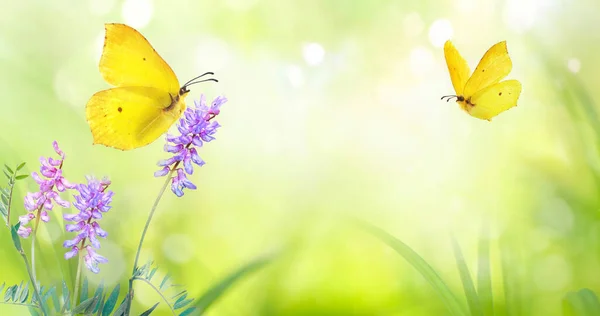 Gelber Schmetterling Nahaufnahme Makro Auf Wilder Wiese Violette Blume Frühlingssommer — Stockfoto