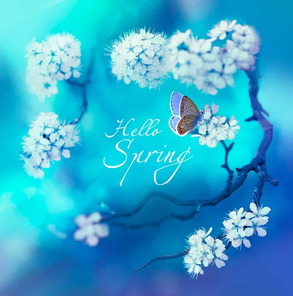 Wiosenne Tło Kwiatowe Kwitnącą Gałązką Wiśni Motyla Niebieskim Tle Przyrodzie — Zdjęcie stockowe