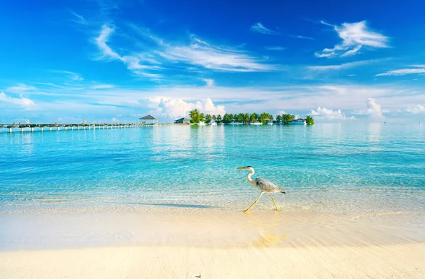 Beautiful Tropical Landscape Turquoise Ocean Blue Sky Light Clouds Summer — Stock Photo, Image