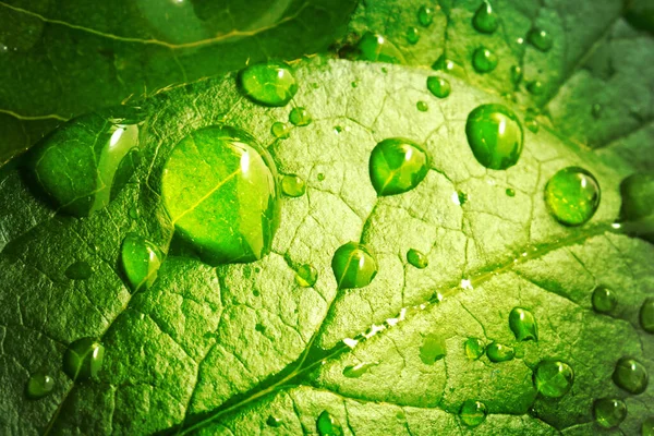 Beautiful Drops Transparent Rain Water Green Leaf Macro Many Drops Royalty Free Stock Photos