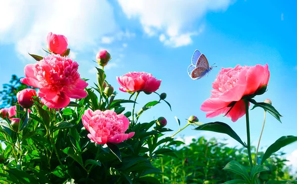 Красиві Рожеві Півонії Фоні Блакитного Неба Хмарами Літаючим Метеликом Природі — стокове фото
