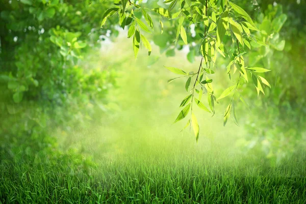 Natural Verde Desfocado Primavera Verão Desfocado Fundo Com Luz Sol — Fotografia de Stock