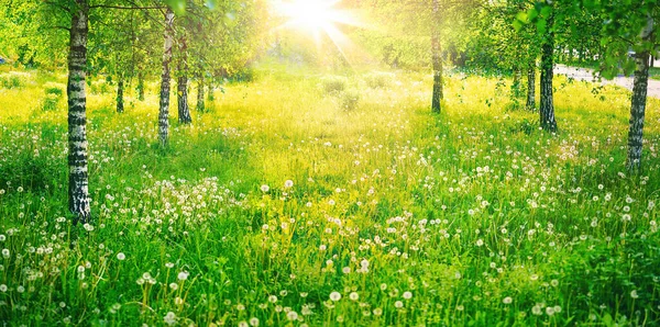 Brzozowy Gaj Wiosnę Słoneczny Dzień Piękny Dywan Soczysty Zielony Młody — Zdjęcie stockowe
