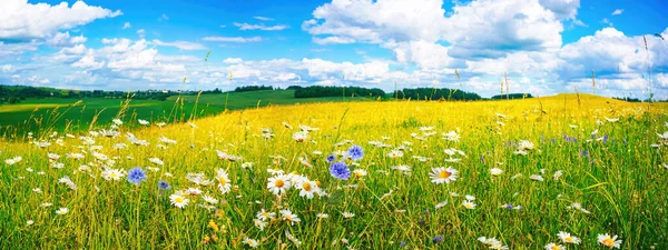 Прекрасний Літній Барвистий Панорамний Пейзаж Квіткового Лугу Ромашками Тлі Блакитного — стокове фото