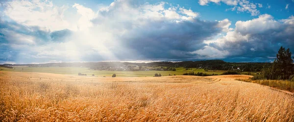 Красивий Барвистий Природний Літній Пейзаж Полем Стиглої Пшениці Променях Сонця — стокове фото