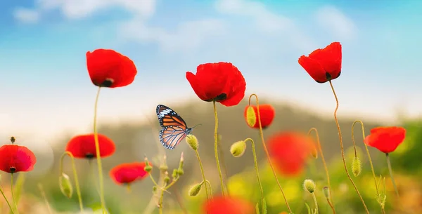 Beautiful Red Poppy Flowers Monarch Butterfly Spring Summer Nature Outdoors — Foto de Stock