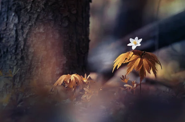 Wild Forest White Anemone Flower Woods Nature Tree Sun Dark — Photo