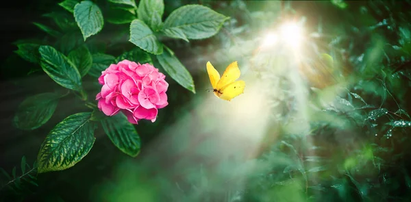 Beautiful fairy-tale image of flowers and flying  yellow butterfly above magenta hydrangea flowers in soft rays of sun in nature close-up.