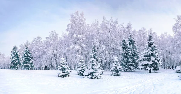 Красивая Панорама Зимнего Заснеженного Городского Парка Лиственными Хвойными Деревьями Снежными — стоковое фото