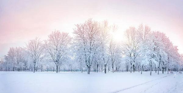 Beautiful Natural Panorama Morning Winter Snow Covered City Park Deciduous — Stock Photo, Image