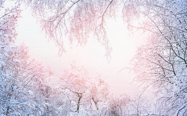 Красивое Атмосферное Зимнее Фоновое Изображение Крон Деревьев Покрытых Морозом Розовом — стоковое фото