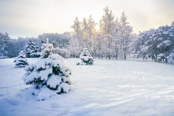 Красивый Природный Ландшафт Парка Зимой Хвойными Лиственными Деревьями Покрытыми Инеем — стоковое фото