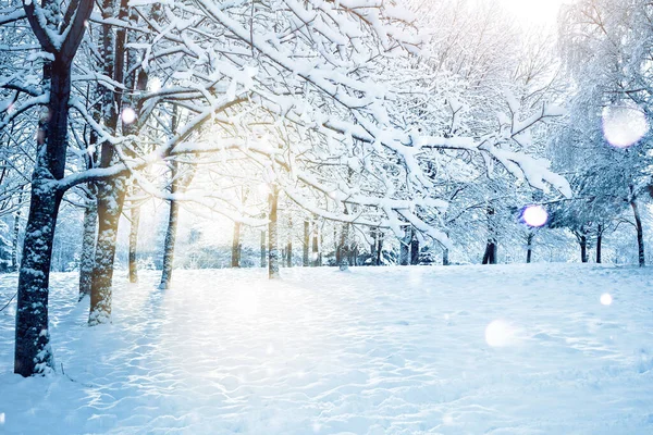 Beautiful View Park Winter Morning Cold Sun Shines Branches Snow — Foto de Stock
