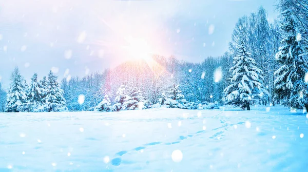 Beautiful Wide Format Background Image Winter Nature Snowy Forest Cold — Foto de Stock