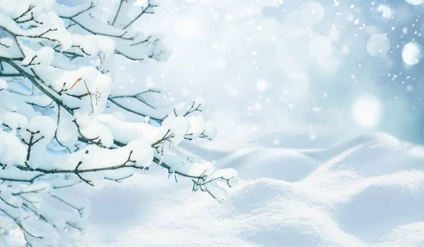 Piękna Kompozycja Zimowej Przyrody Gałęzie Drzew Pokryte Śniegiem Tle Zaspy — Zdjęcie stockowe