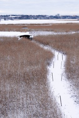 Küçük bir ahşap kulübe doğru, bataklık bir alanda, bir sazlıklar arasında kıvrılan bir patikanın kış ve karlı manzarası. Yüksek kalite fotoğraf