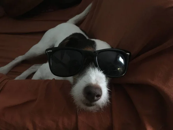 Pequeno cão branco com óculos de sol, relaxado e deitado com a cabeça apoiada no braço do sofá. — Fotografia de Stock