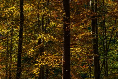 Sonbaharda alacakaranlıkta bir kayın ormanında sandık ve yapraklar. Kayın ağaçlarının yaprakları sıcak renklerdir, sarı ve turuncuya doğru eğilimlidirler, ve ağaçların gövdeleri yan ışıklandırılmış.