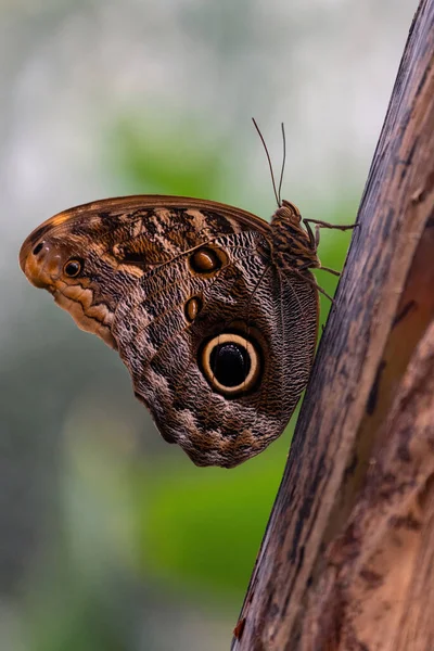 Una especie de búho mariposa, el búho gigante del bosque, Caligo eurilochus, encaramado en un tronco de árbol. —  Fotos de Stock