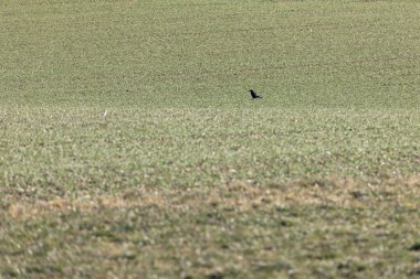 Sıradan bir kuzgun, Corvus Corax, bir tarlanın alçak çimlerinde yürür..