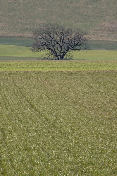 An old, bare and lonely Oak tree stands among the different shades of green of some cultivated fields. — Stock Photo, Image