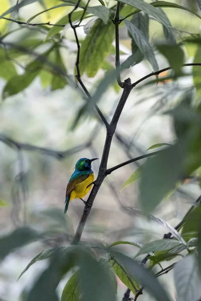 Retrato de um Sunbird Colarinho, Hedydipna collaris, descansando em um ramo. O fundo borrado é verde colorido. — Fotografia de Stock