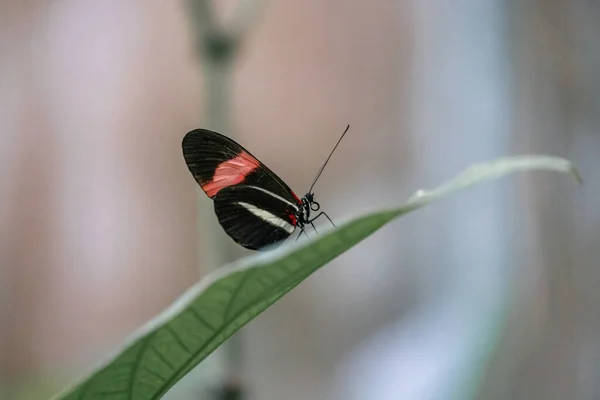 Porträt eines roten Postboten-Schmetterlings, eines kleinen Postboten oder eines roten Passionsblumenfalters, Heliconius erato, der mit geschlossenen Flügeln auf einem Blatt ruht. Der verschwommene Hintergrund ist grünlich. — Stockfoto