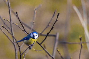 Eurasian blue tit, Cyanistes caeruleus, resting on a bare branch, but with the first buds of the year. Blurry greenish background. 