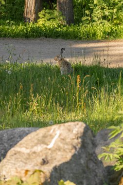 Vahşi bir kahverengi tavşanın portresi, veya Avrupa tavşanı, Lepus europaeus, çimenli bir alanda oturuyor. Önde büyük bir kaya var..