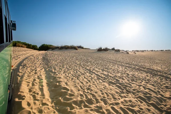 Güneşli bir günde, İspanya 'nın Endülüs kentindeki Donana Ulusal Parkı' nda bir safari sırasında kumların üzerinde giden bir arazi kamyonundan görülen çöl manzarası..