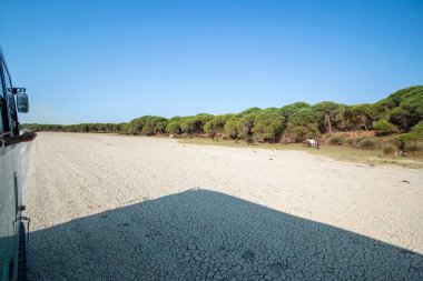 Güneşli bir günde kurak bir ortamın kumları üzerinde yol alan bir arazi kamyonu. Fotoğraf İspanya, Endülüs 'teki Donana Ulusal Parkı' nda safari sırasında çekilmiş..