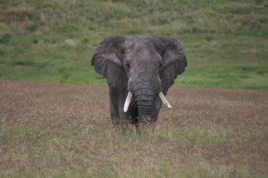 Tanzanya 'daki Ngorongoro Krateri' nde kameraya doğru yürüyen vahşi bir filin (Loxodonta africana) yakın plan portresi.