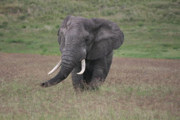 Retrato Perto Elefante Selvagem Loxodonta Africana Caminhando Direção Câmera Com — Fotografia de Stock