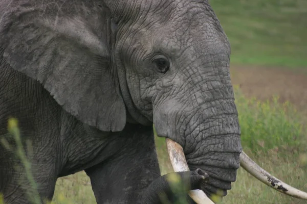 Lado Fechado Retrato Elefante Selvagem Loxodonta Africana Com Presas Dentro — Fotografia de Stock