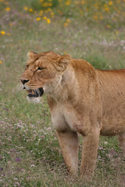 탄자니아의 분화구에서 사냥하는 Panthera Leo — 스톡 사진