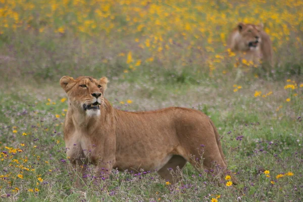 Side Portrait Wild Lion Panthera Leo Hunting Ngorongoro Crater Tanzania — Stock Photo, Image