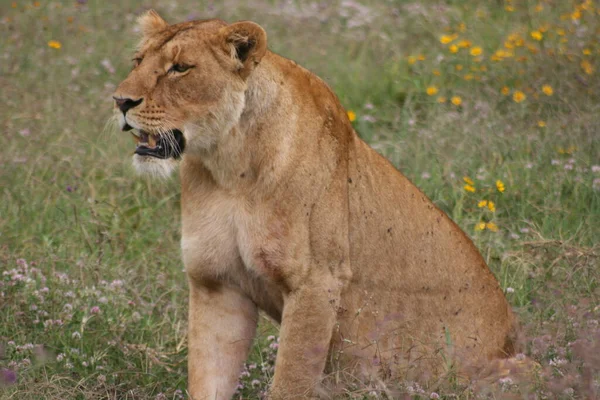 Lado Close Retrato Leão Selvagem Panthera Leo Caçando Cratera Ngorongoro — Fotografia de Stock