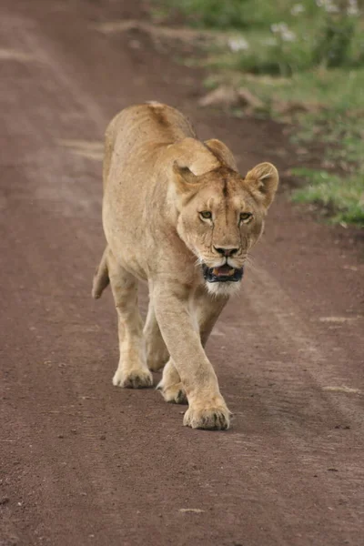 坦桑尼亚恩戈龙戈罗陨石坑中一头野生狮子 豹狮子座 走向摄像机的画像 — 图库照片