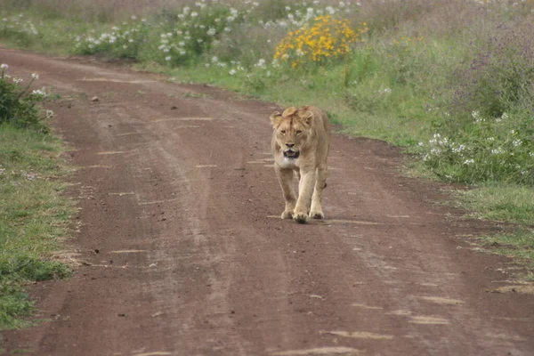 坦桑尼亚恩戈龙戈罗陨石坑内一只野生狮子 豹狮子座 向摄像机走去的照片 — 图库照片