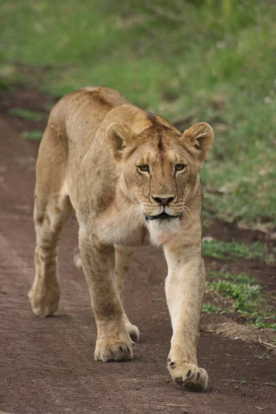 Portrait Wild Lion Panthera Leo Walking Directly Camera While Hunting — Stock Photo, Image