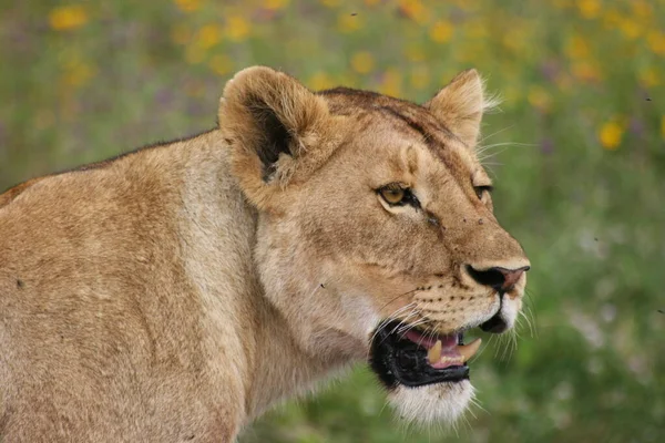 坦桑尼亚恩戈龙戈罗陨石坑内 一只野生狮子 豹头狮子 侧卧在地上 嘴巴张开 — 图库照片